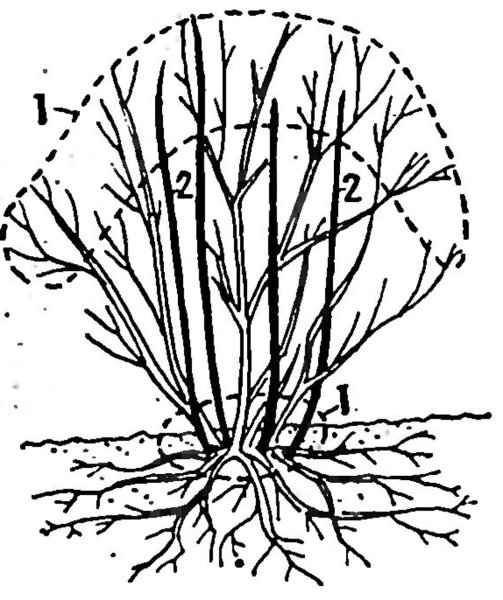 Строение куста смородины Потапов