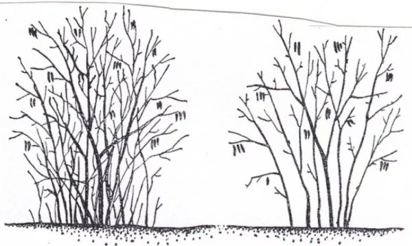 Обрезка ореха лещина фундук