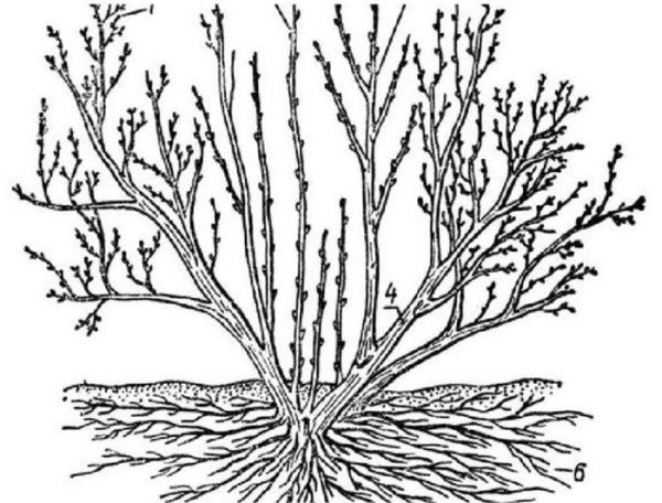 Строение смородинового куста