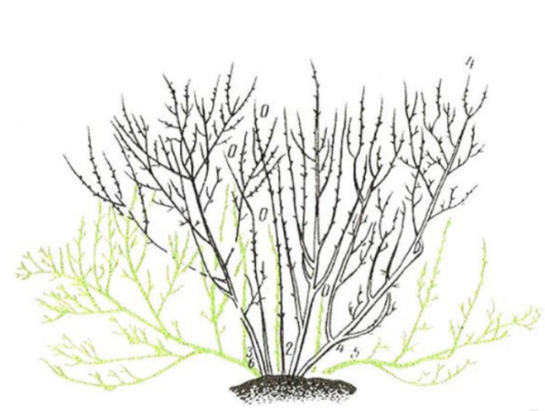 Строение кустарника смородины