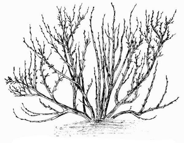 Раскраска кустарники для детей