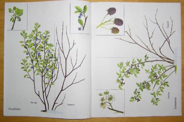 Кустарники в картинках наглядное пособие для педагогов