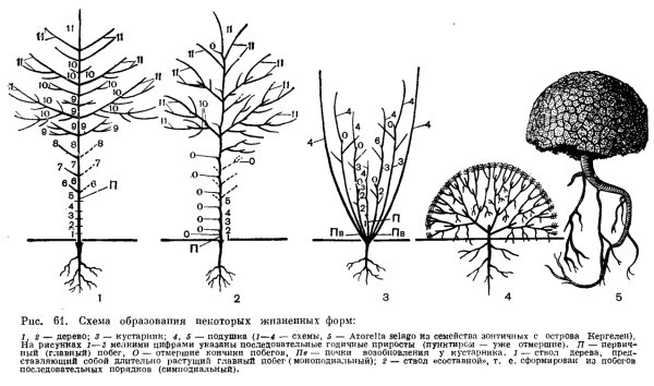 Жизненные формы растений деревья