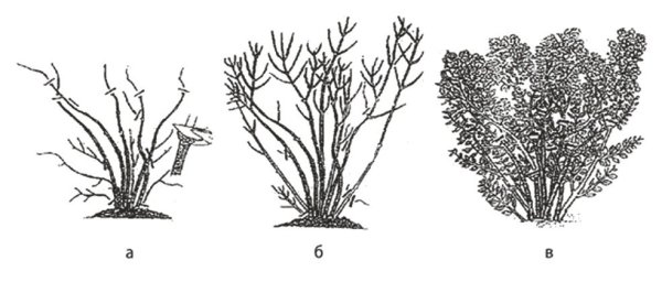 Черноплодка обрезка куста