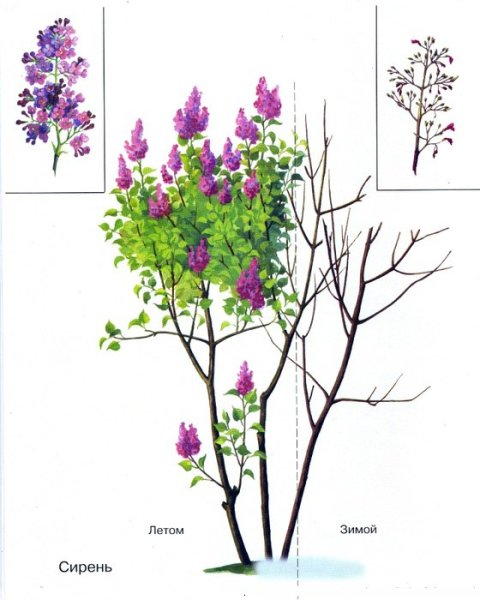 Строение куста сирени схема
