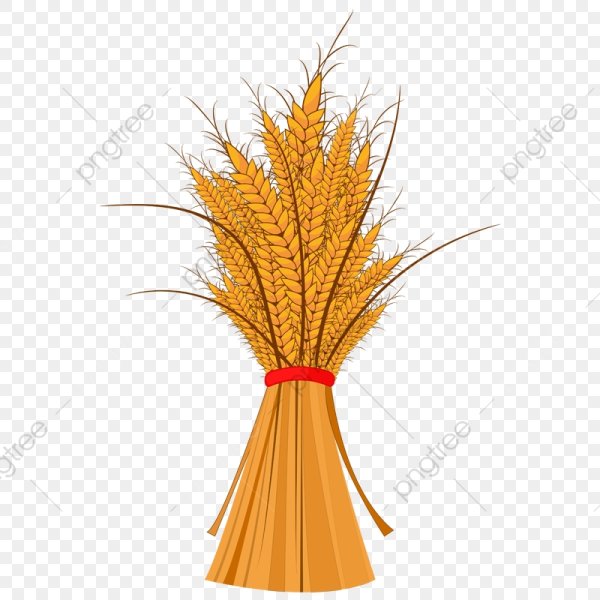 Пучок колосьев