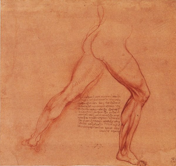 Пропорции человека Микеланджело