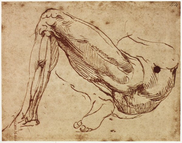 Зарисовки тела человека Рафаэля Санти