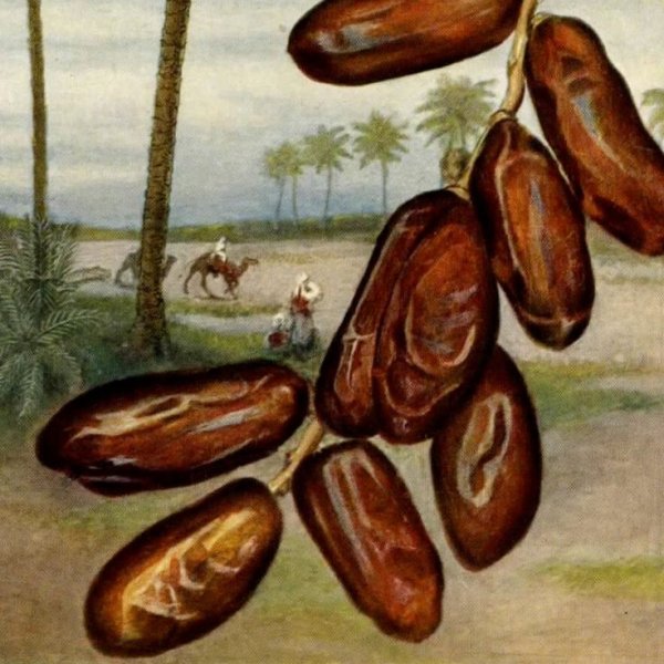 Финики живопись