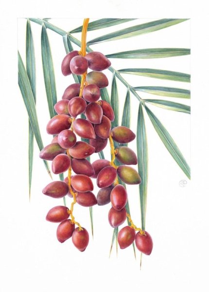 Финик Ботаническая иллюстрация