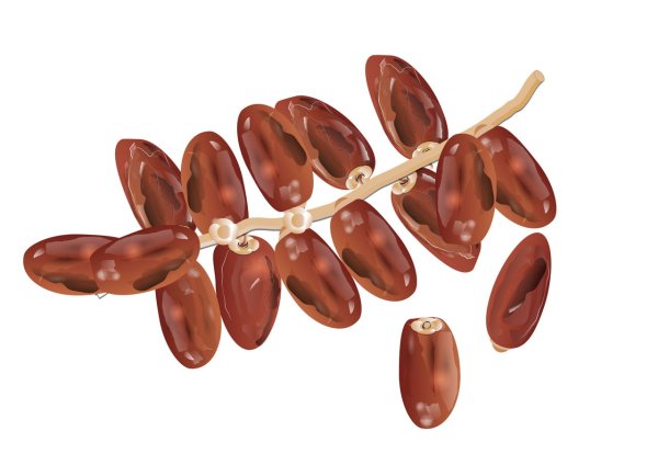 Финик в разрезе