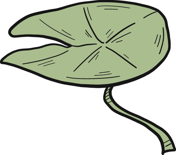 Кувшинка картинка для детей