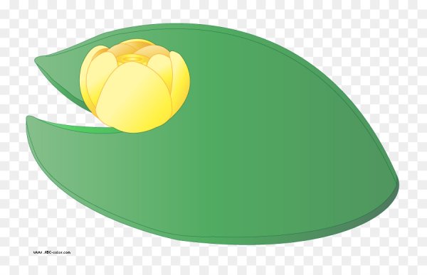 Лист кувшинки для детей