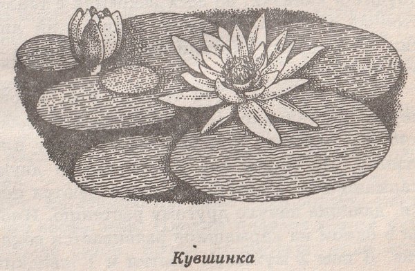 Лист кувшинки