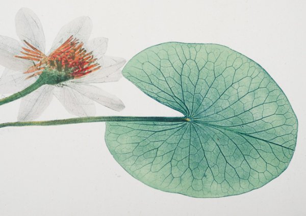 Кувшинка для детей