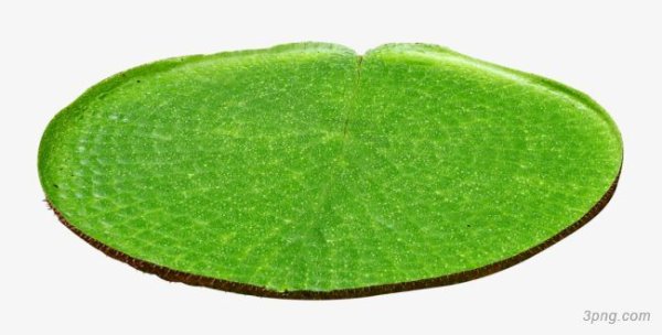 Кувшинки мультяшные