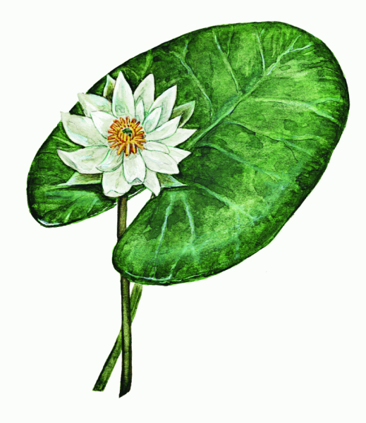 Лист кувшинки раскраска