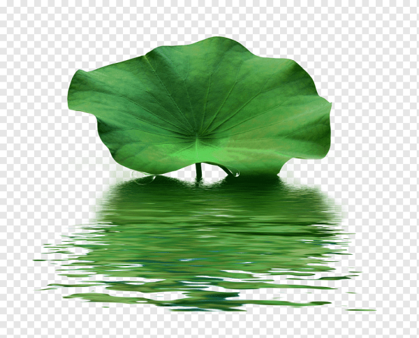 Кувшинка белая Ботанический