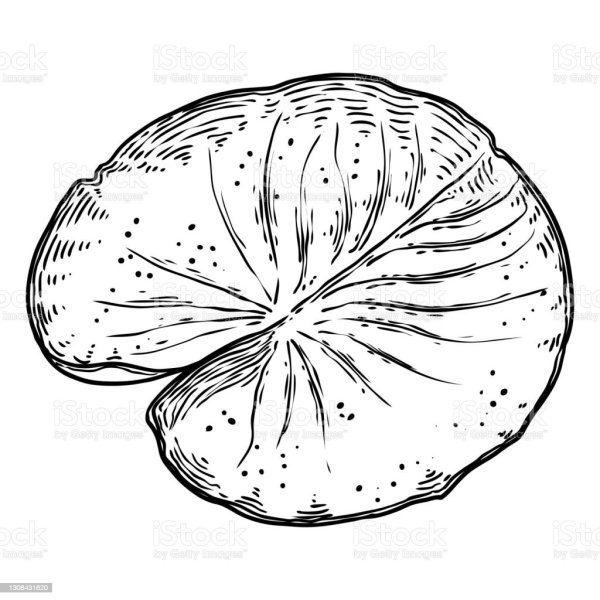 Кувшинка рисунок