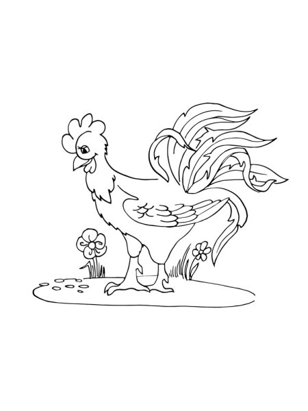 Петушок и бобовое зернышко раскраска