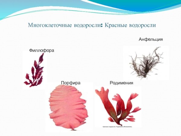 Красные водоросли Филлофора порфира родимения анфельция