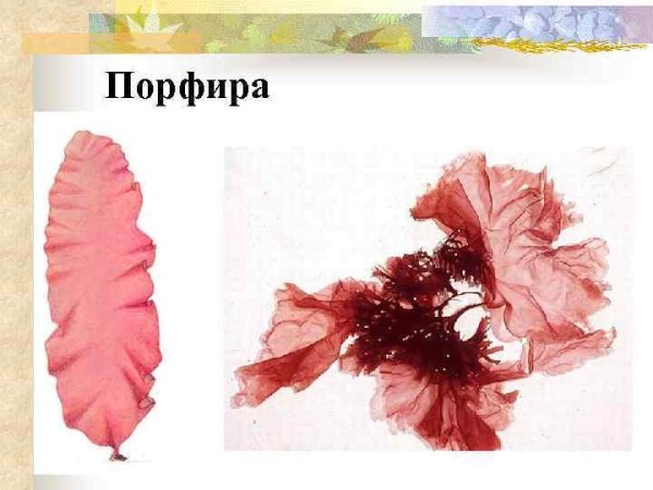 Ульва водоросль строение