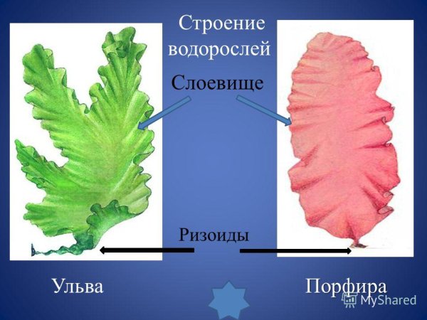 Отдел красные водоросли (багрянки) делессерия