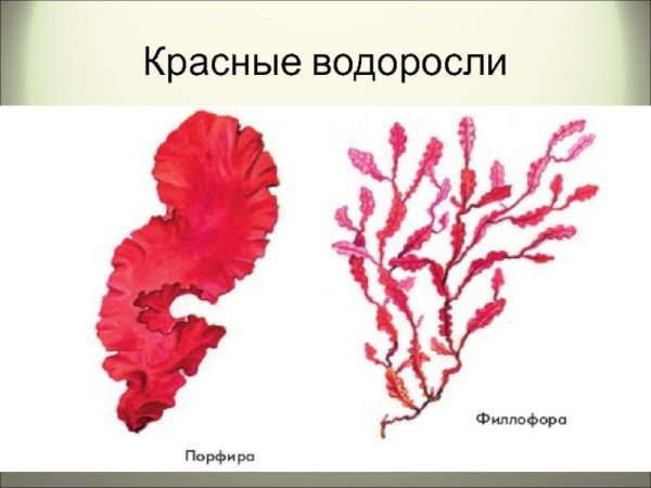 Porphyra водоросль