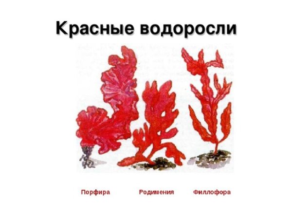 Красные водоросли строение рисунок