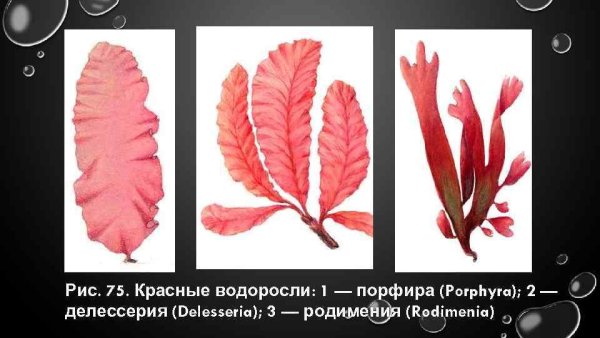 Порфира водоросль строение