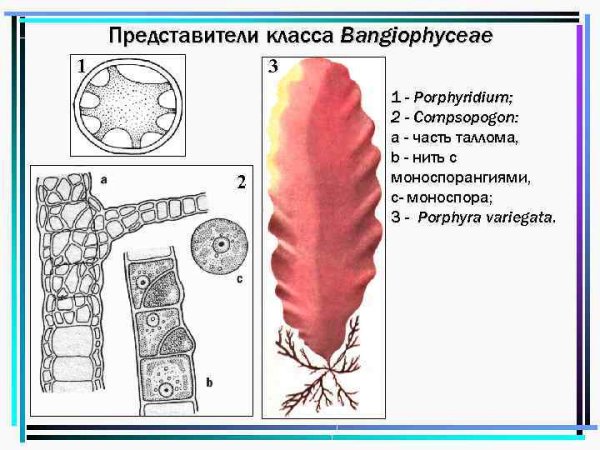 Отдел красные водоросли багрянки представители