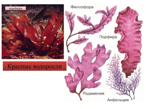 Красные водоросли порфира строение