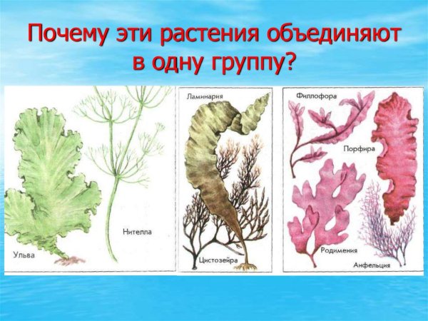 Бурые водоросли и красные водоросли