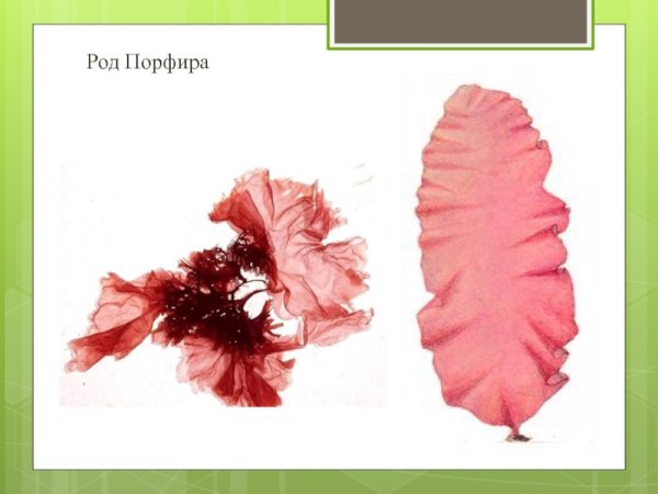 Порфира Филлофора