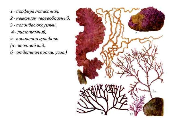Порфира водоросль рисунок