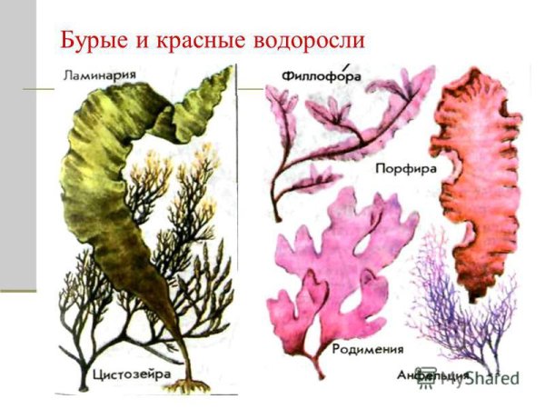 Строение порфиры водоросли