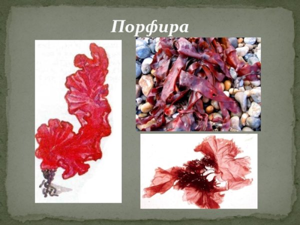 Порфира Филлофора