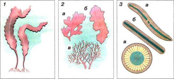 Порфира Филлофора