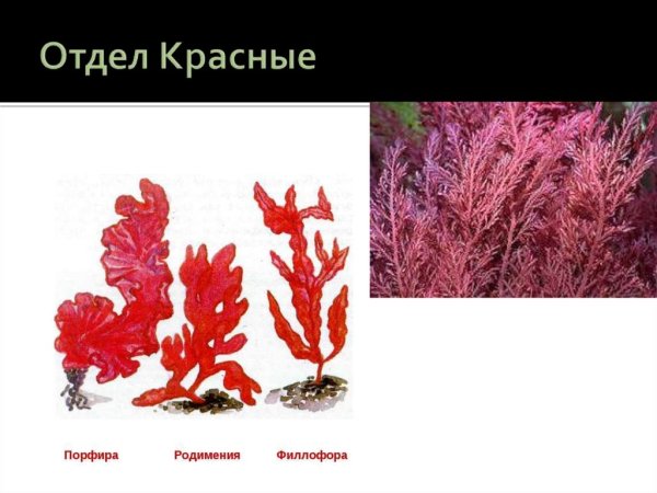 Порфира водоросль среда обитания
