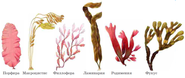 Порфира Филлофора