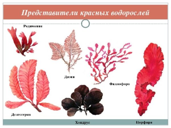 Порфира водоросль рисунок