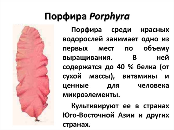 Каллитамнион водоросль