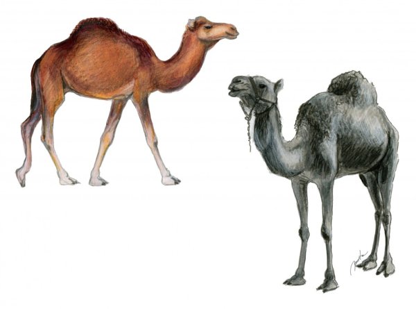 Верблюд иллюстрация