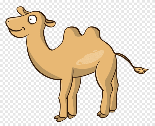 Верблюд мультяшный