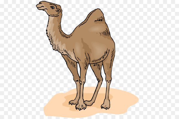 Одногорбый верблюд дромедар