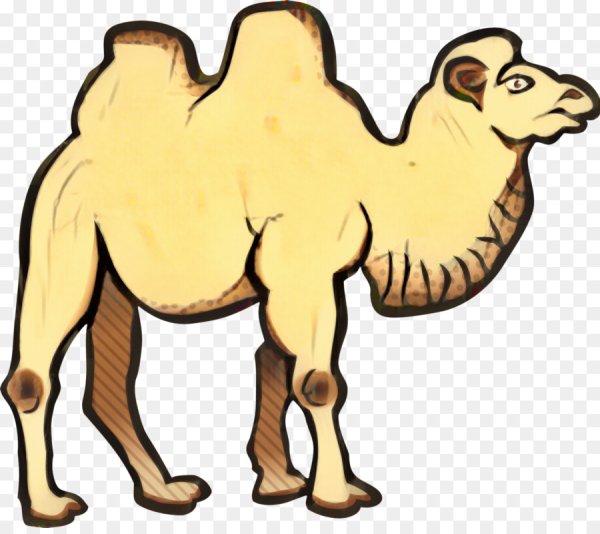 Верблюд для детей