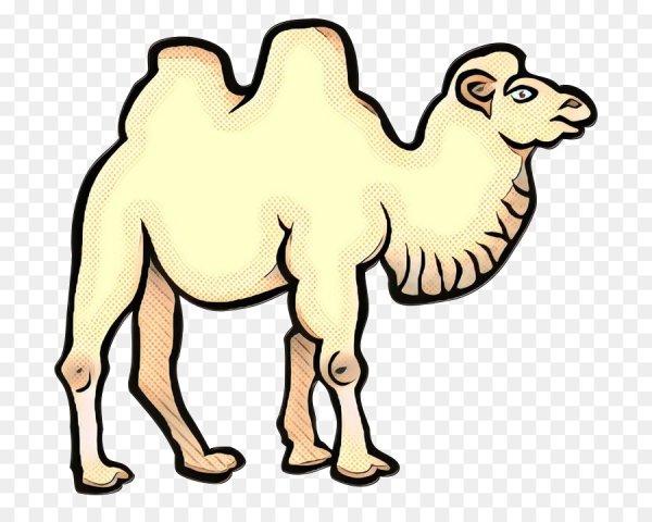 Верблюд рисунок