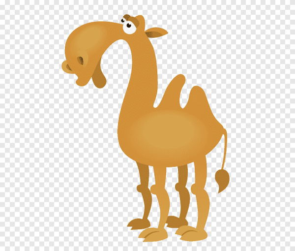 Верблюд стикер