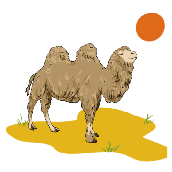 Векторные изображения верблюда