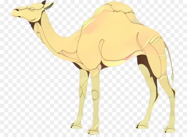 Верблюд морда